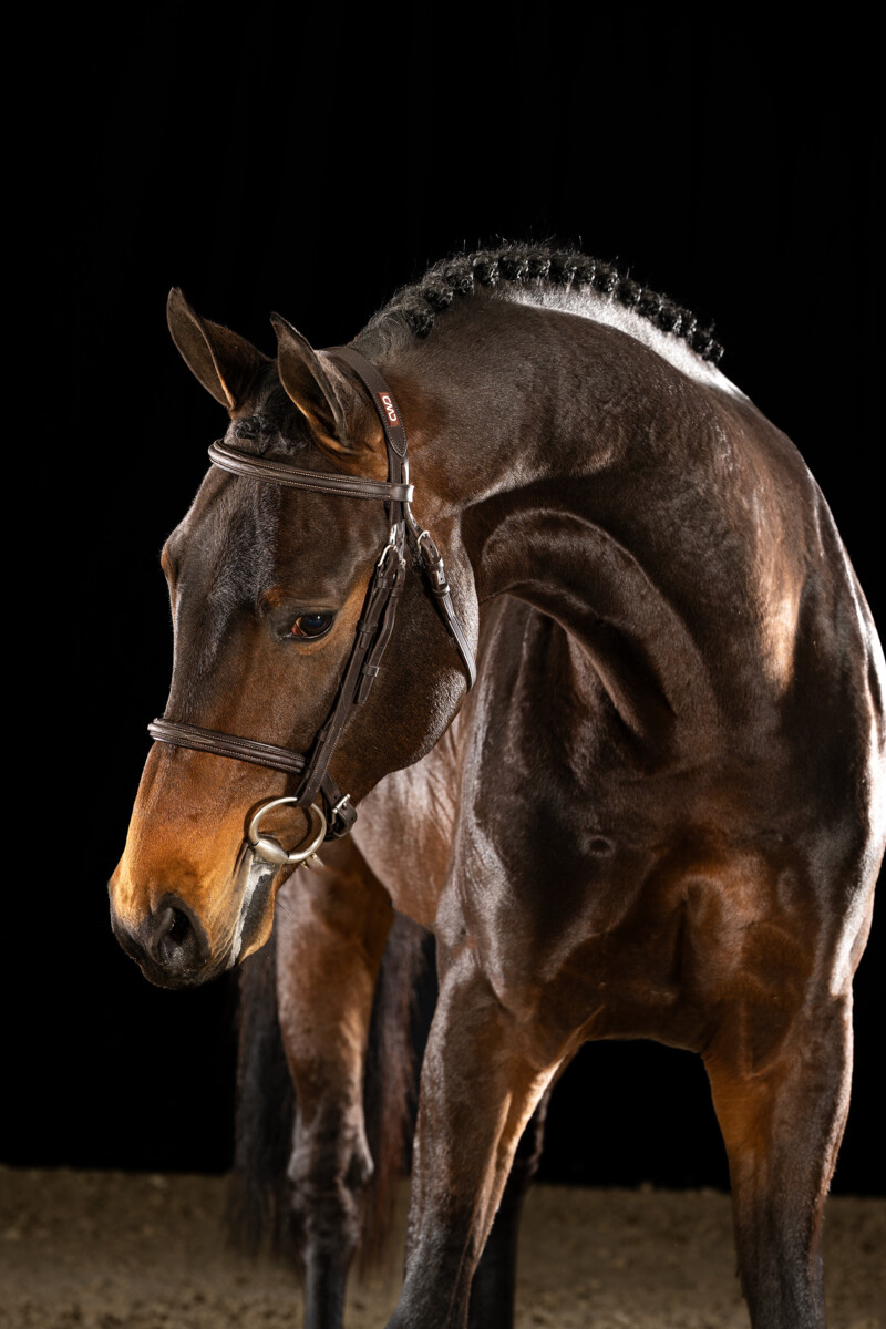 Horse of Belgium - Plein d'amour Sitte